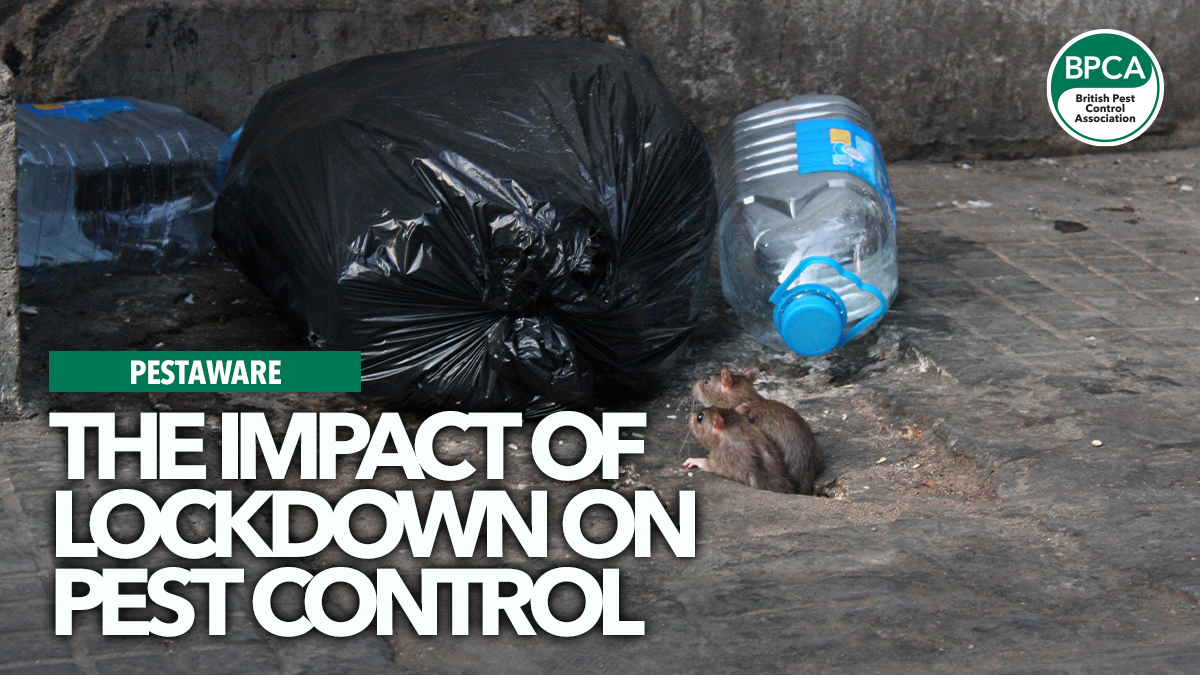 impact-of-lockdown-on-pests 2 impact-of-lockdown-on-pests 2
